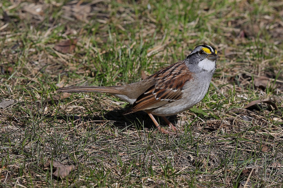 White-throated Sparrow - ML617775680