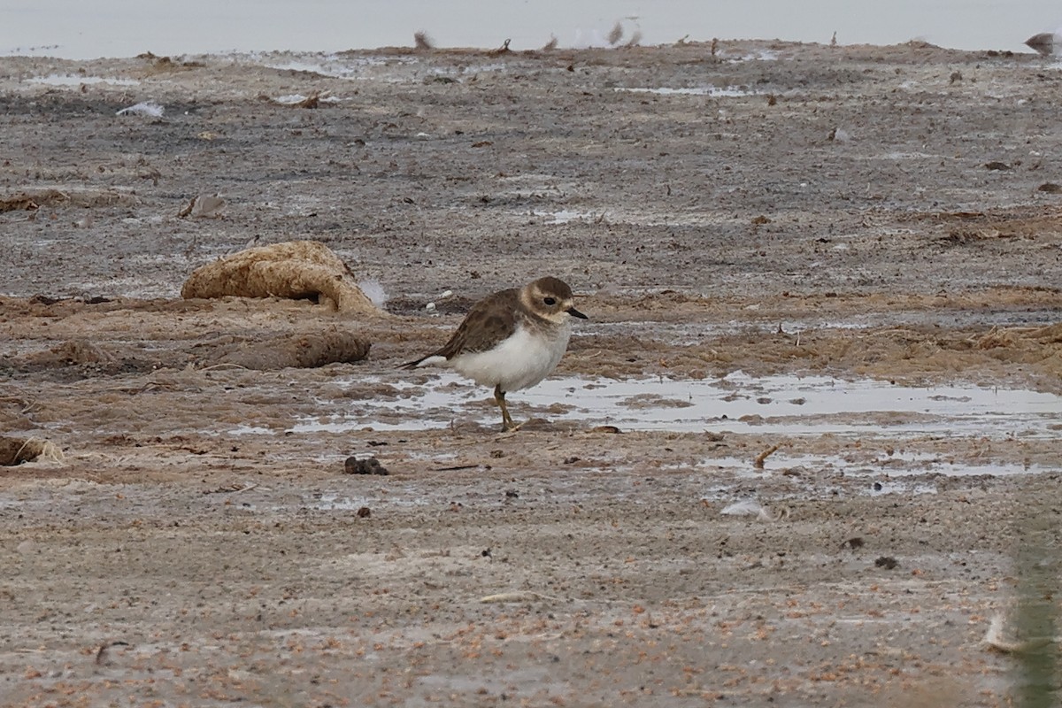 Red-capped Plover - ML617775690