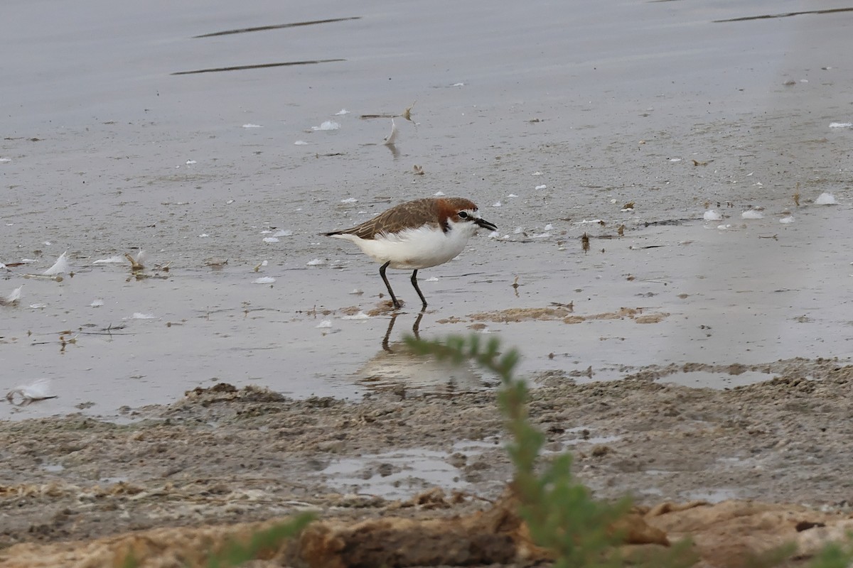 Red-capped Plover - ML617775691