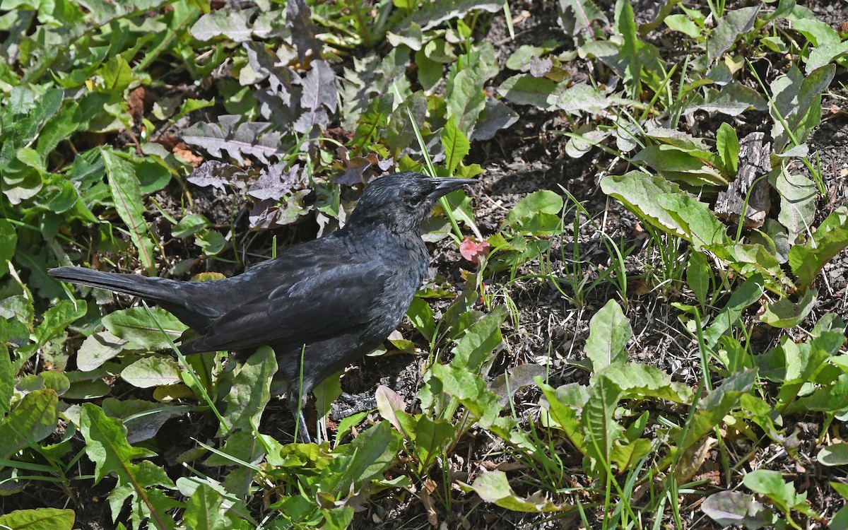 Austral Blackbird - ML617775719