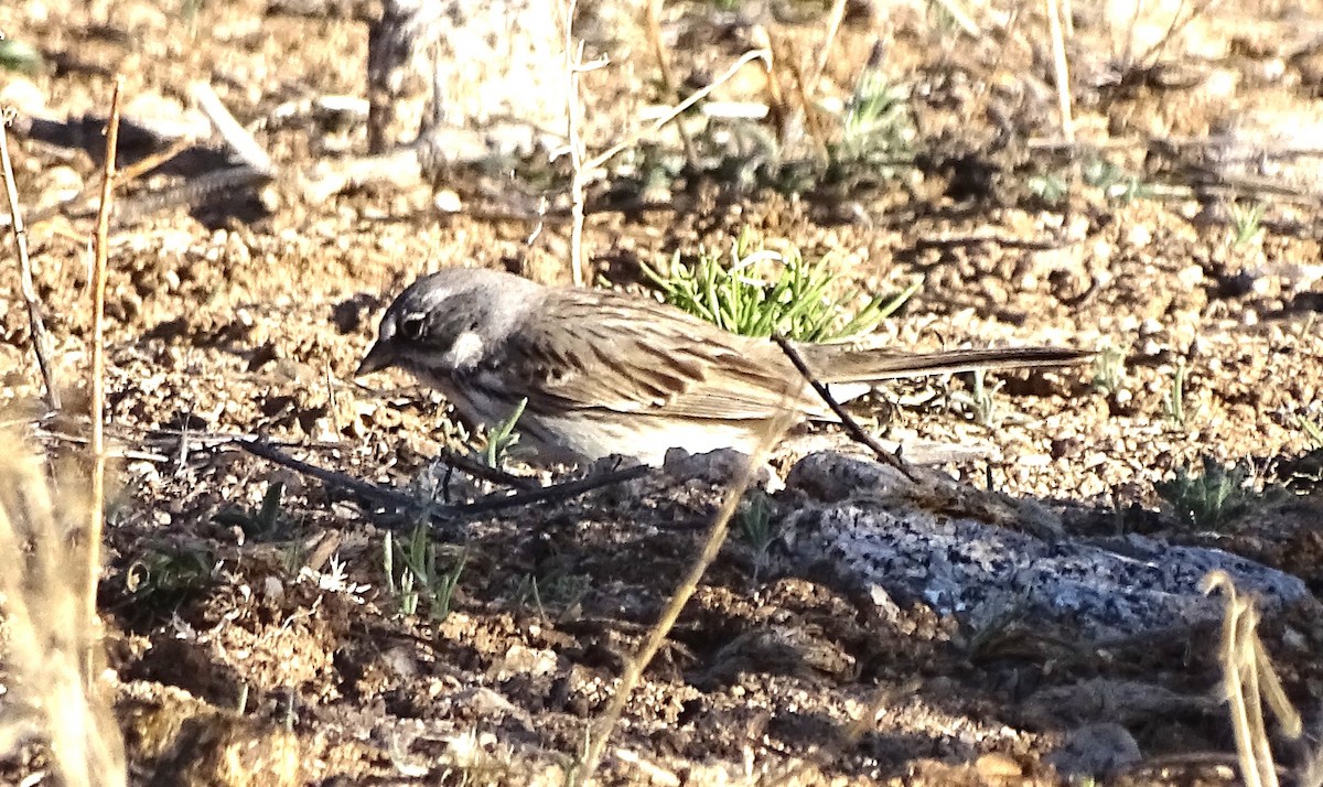 Sagebrush Sparrow - ML617775752