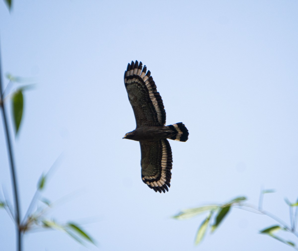 Crested Serpent-Eagle - ML617775754