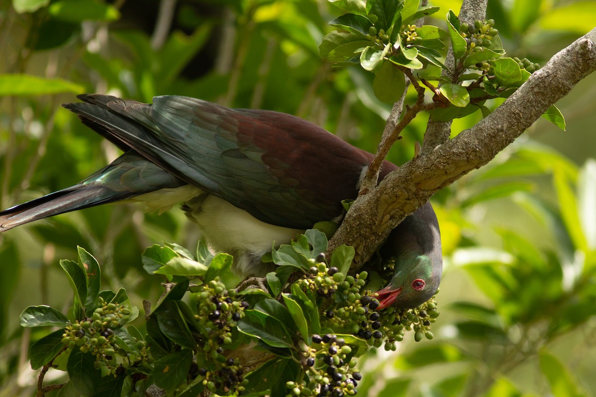 New Zealand Pigeon - ML617775763