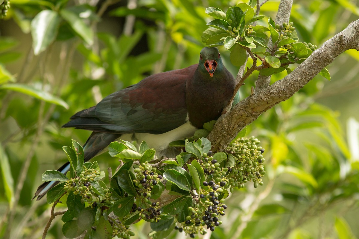 New Zealand Pigeon - ML617775764