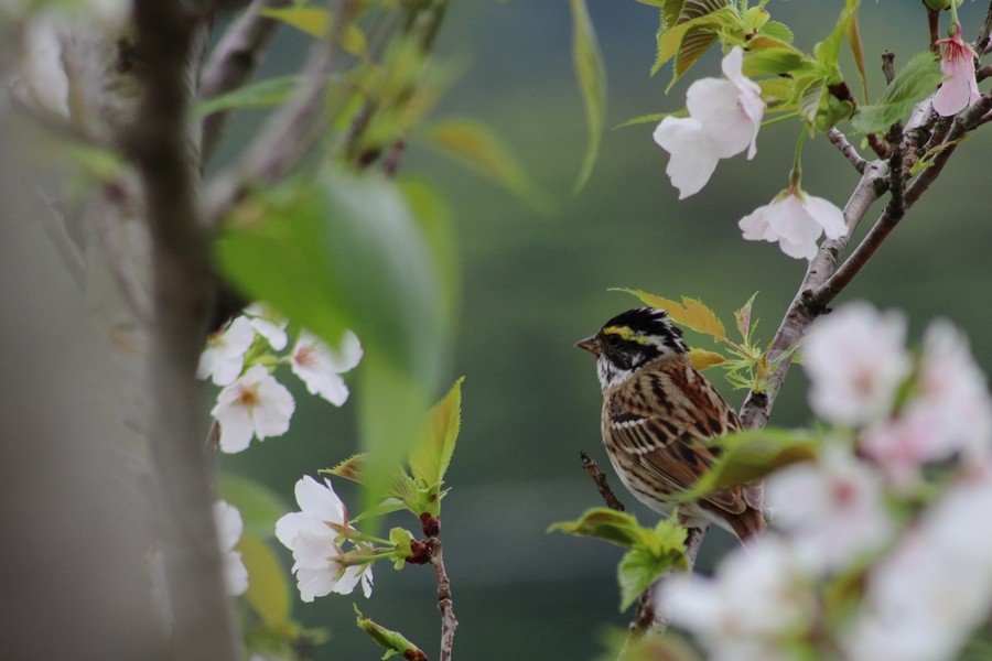 Yellow-browed Bunting - ML617775781