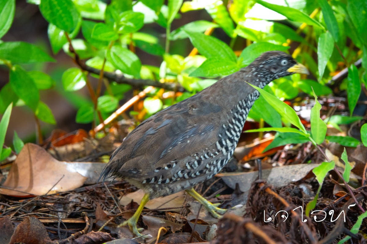 Red-backed Buttonquail - ML617775847