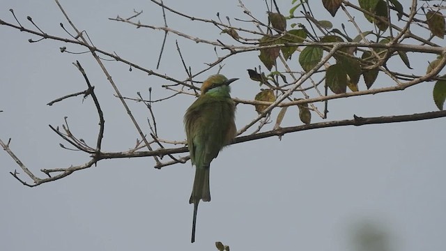 Asian Green Bee-eater - ML617775860