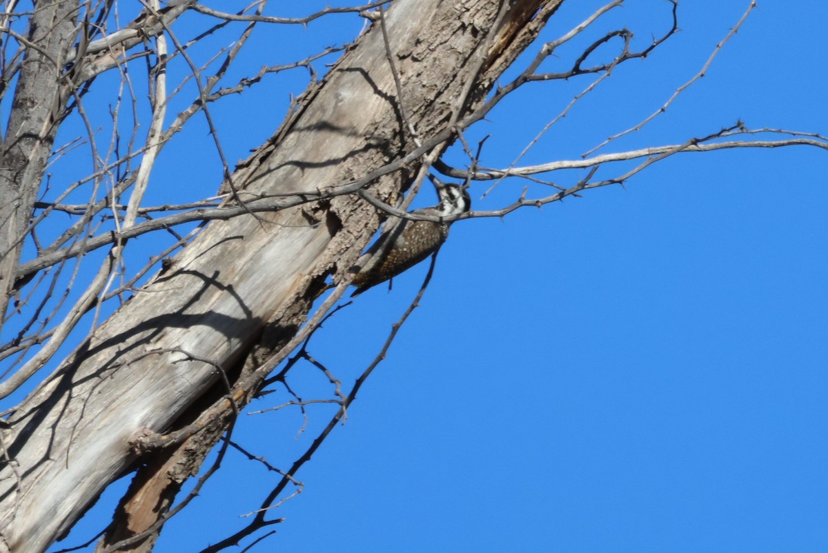 Bearded Woodpecker - ML617775923