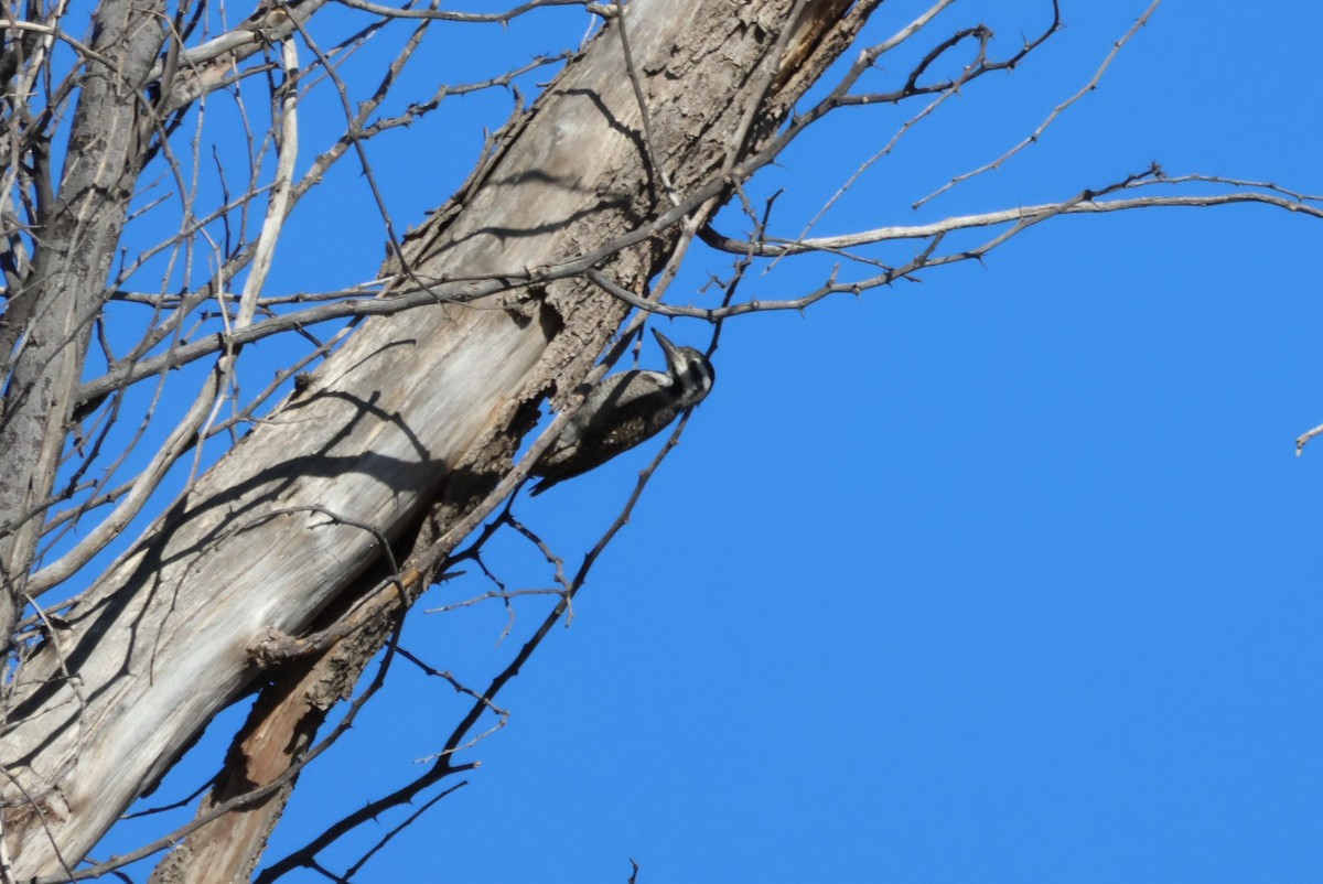 Bearded Woodpecker - ML617775924