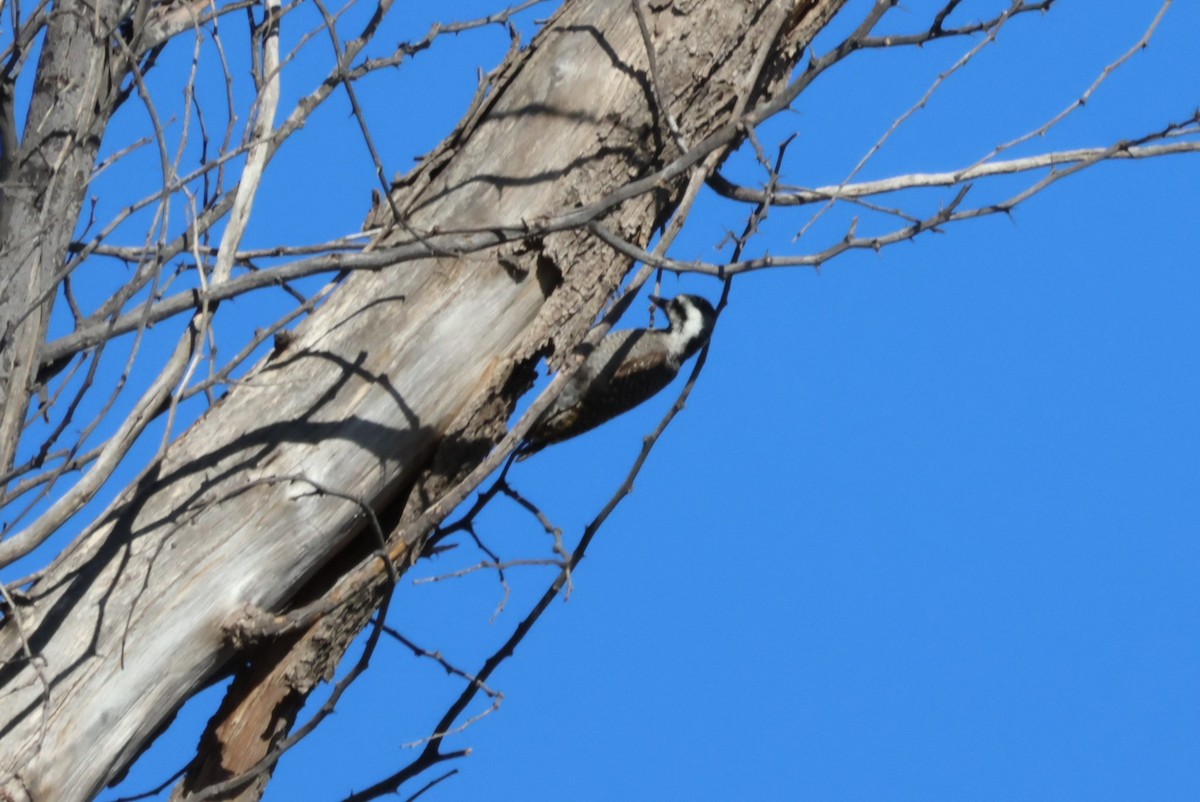 Bearded Woodpecker - ML617775925