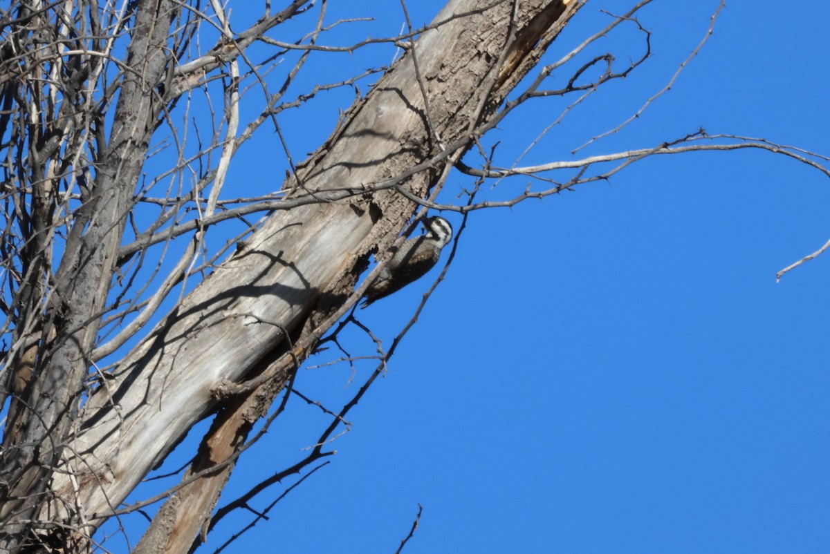 Bearded Woodpecker - ML617775926
