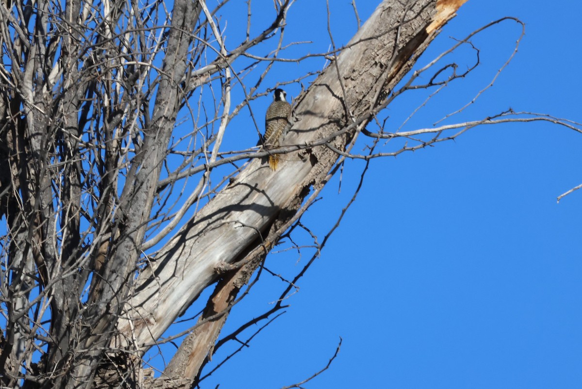 Bearded Woodpecker - ML617775927