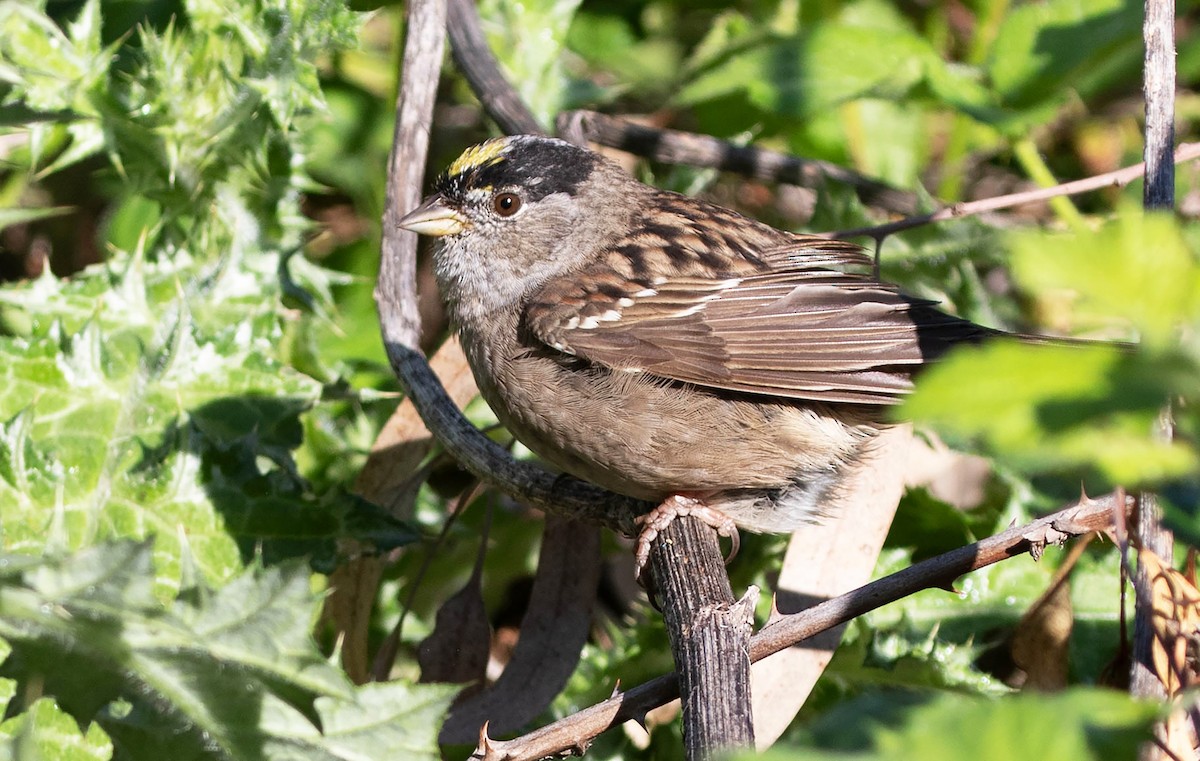 Golden-crowned Sparrow - ML617775957