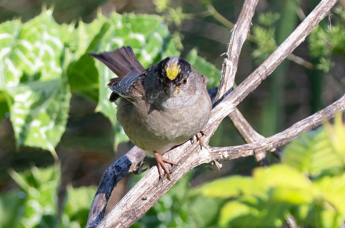 Golden-crowned Sparrow - Kathleen Keef