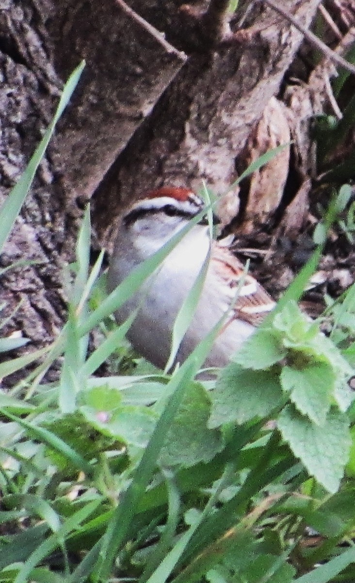 Chipping Sparrow - ML617775973