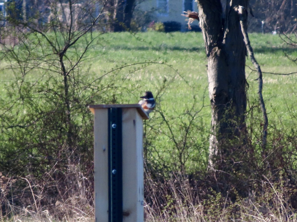 Belted Kingfisher - ML617776056