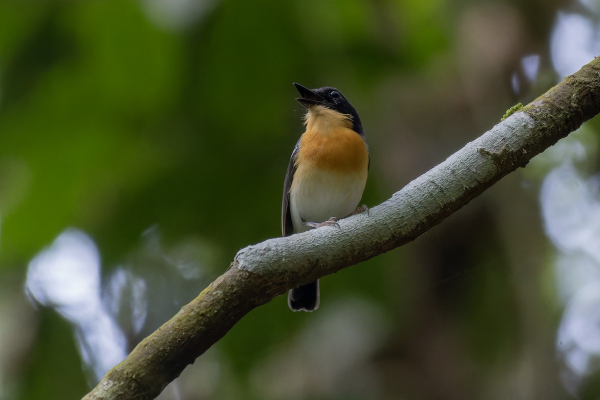 Rufous-chested Flycatcher - ML617776073