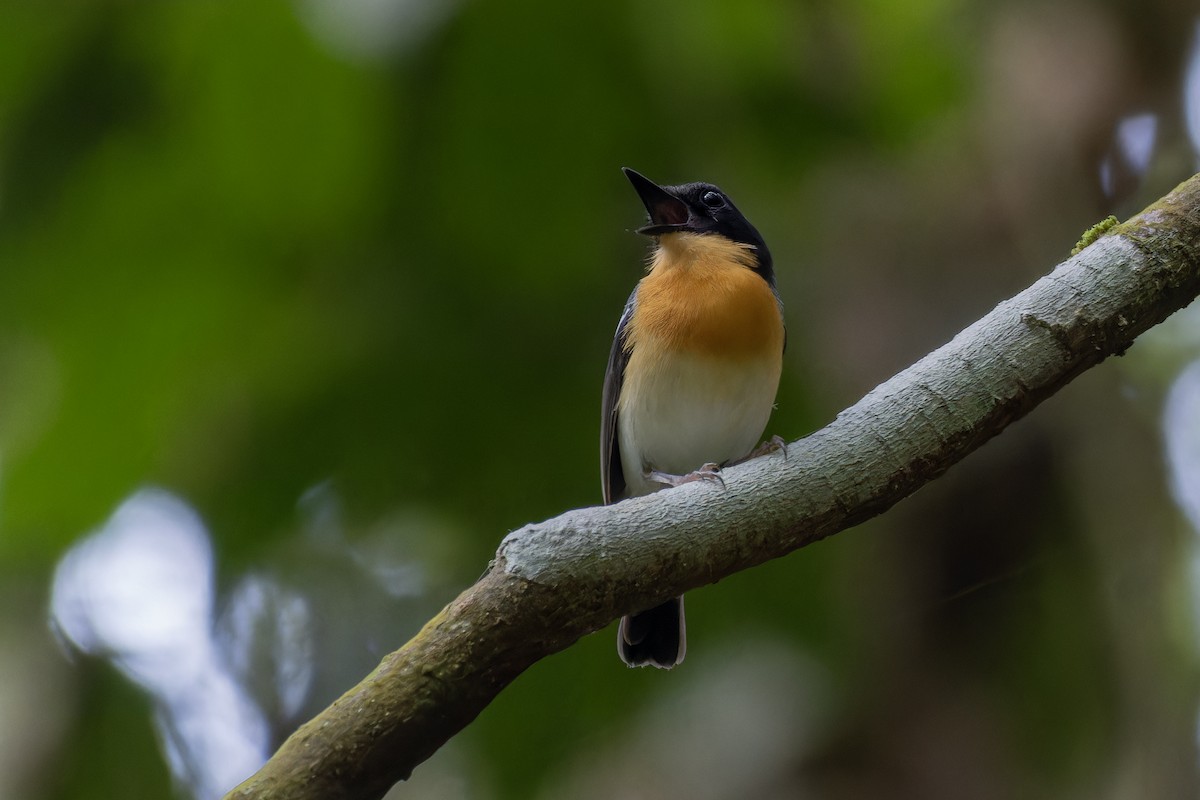 Rufous-chested Flycatcher - ML617776074