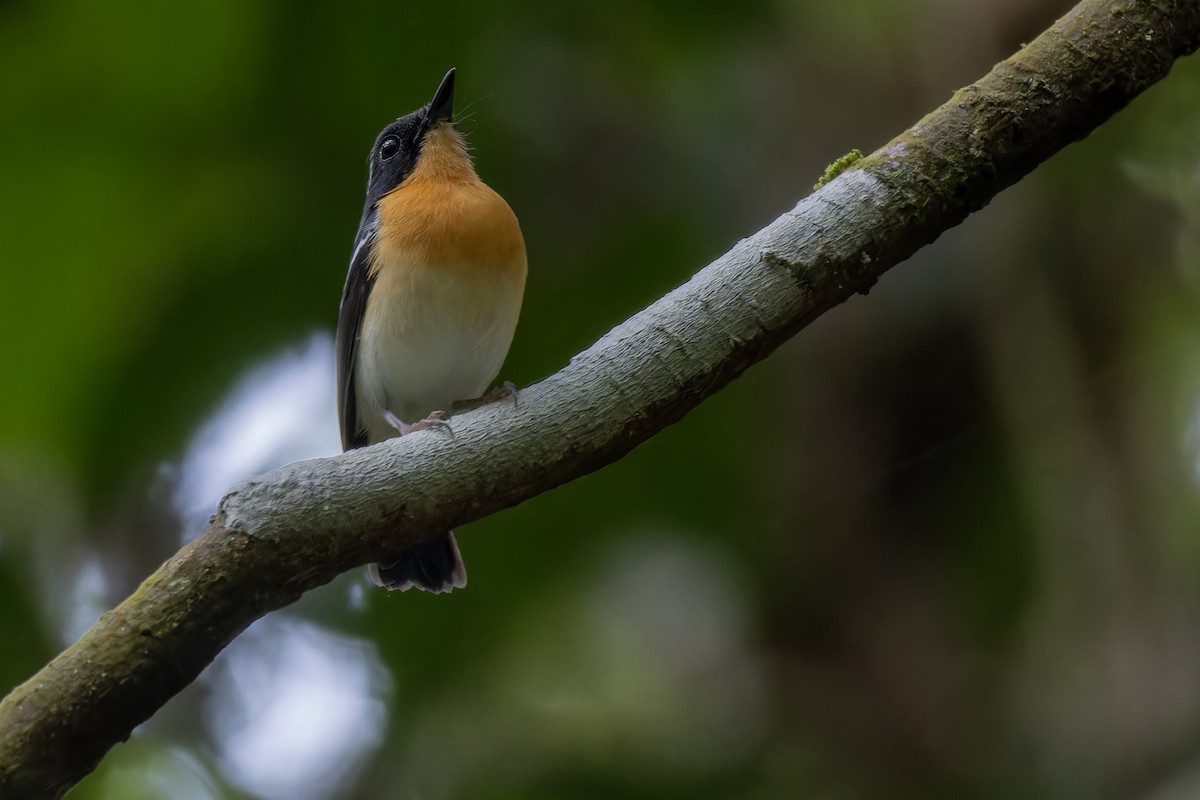 Rufous-chested Flycatcher - ML617776075