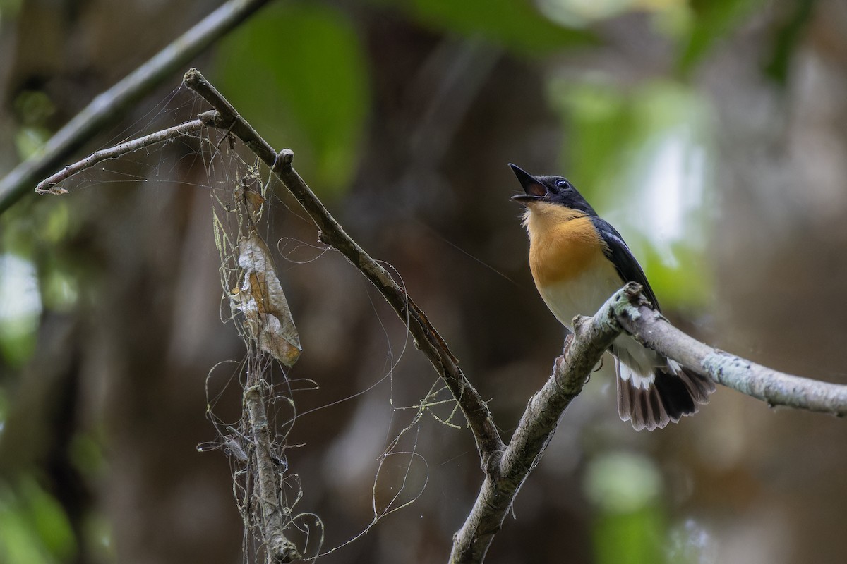 Rufous-chested Flycatcher - Muangpai Suetrong