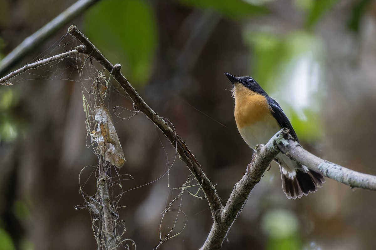 Rufous-chested Flycatcher - ML617776078
