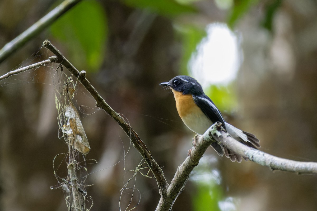 Rufous-chested Flycatcher - ML617776079