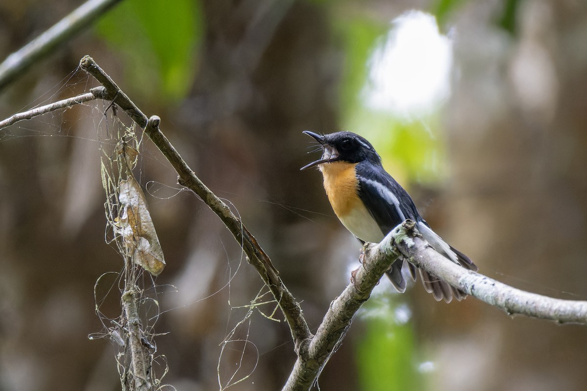 Rufous-chested Flycatcher - ML617776080