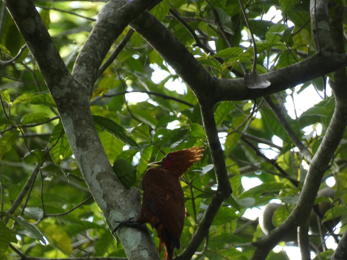 Chestnut-colored Woodpecker - ML617776147