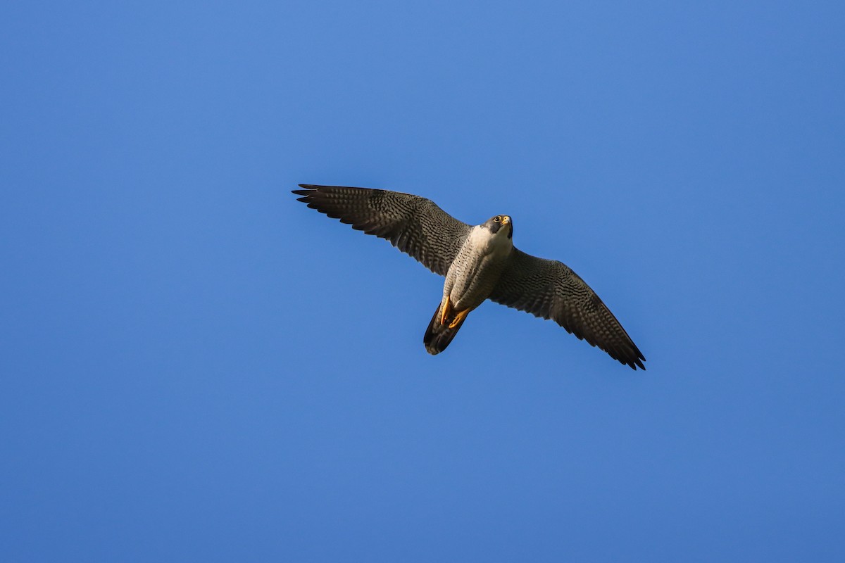 Peregrine Falcon (Tundra) - Nitiroj Boonsai