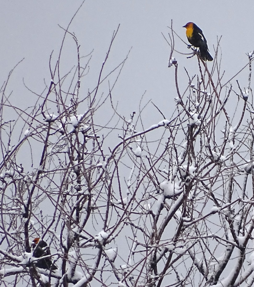 Yellow-headed Blackbird - ML617776178