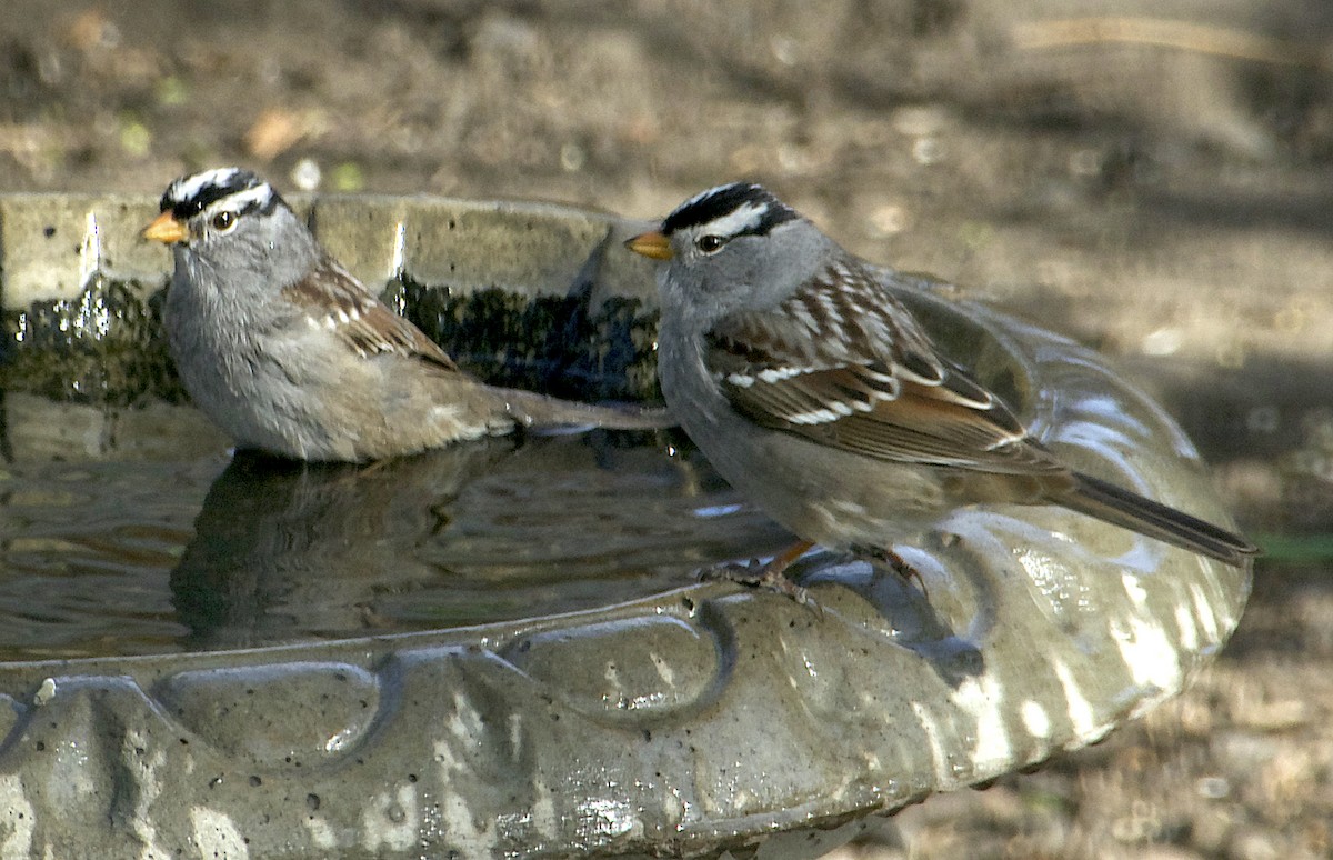 White-crowned Sparrow - ML617776222