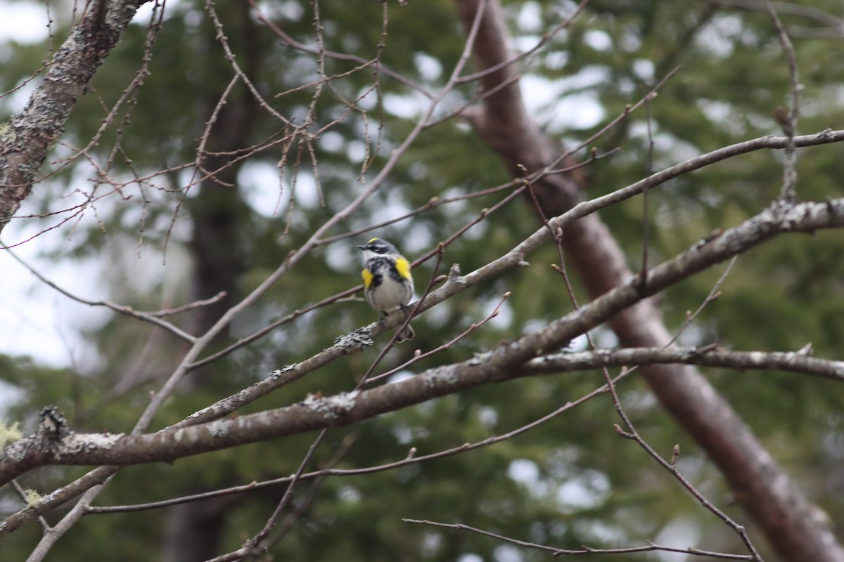 Yellow-rumped Warbler (Myrtle) - ML617776259