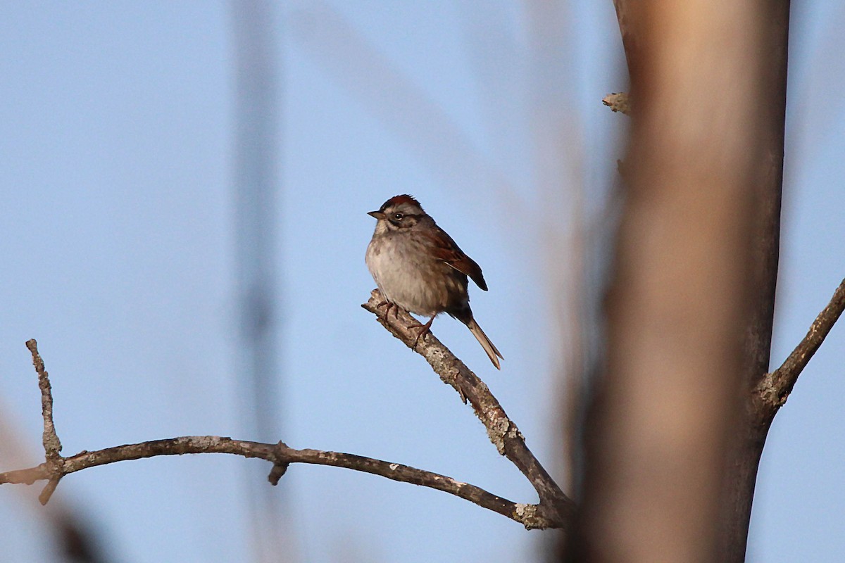 Swamp Sparrow - ML617776293