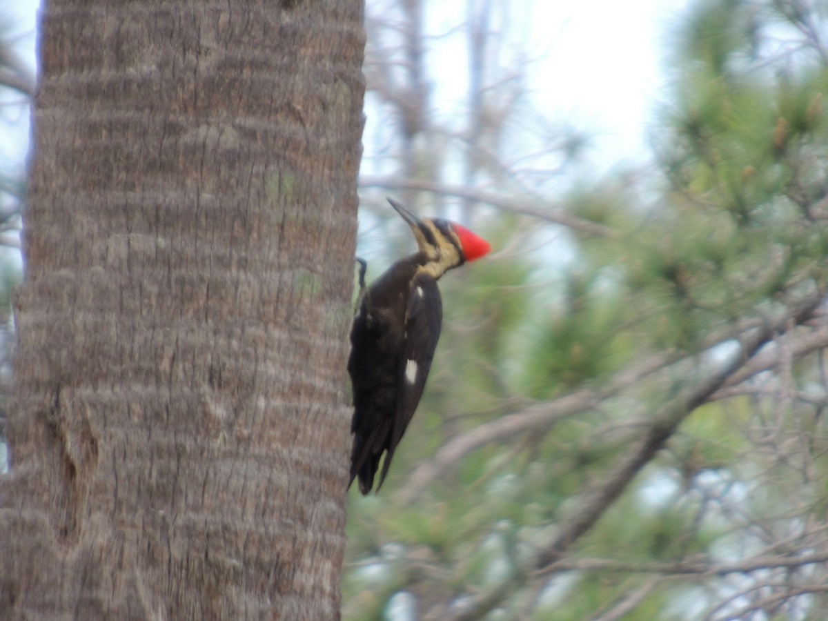 Pileated Woodpecker - ML617776294