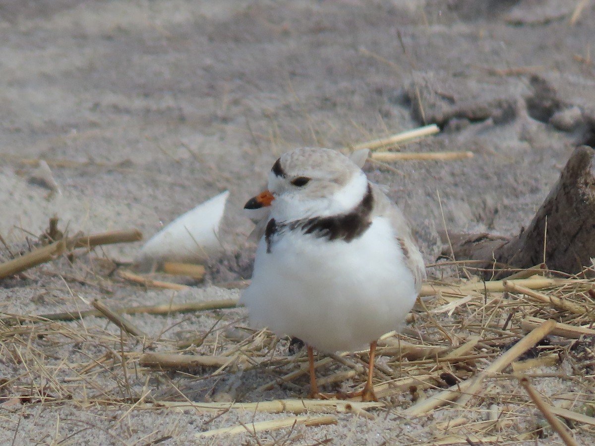 Piping Plover - ML617776361