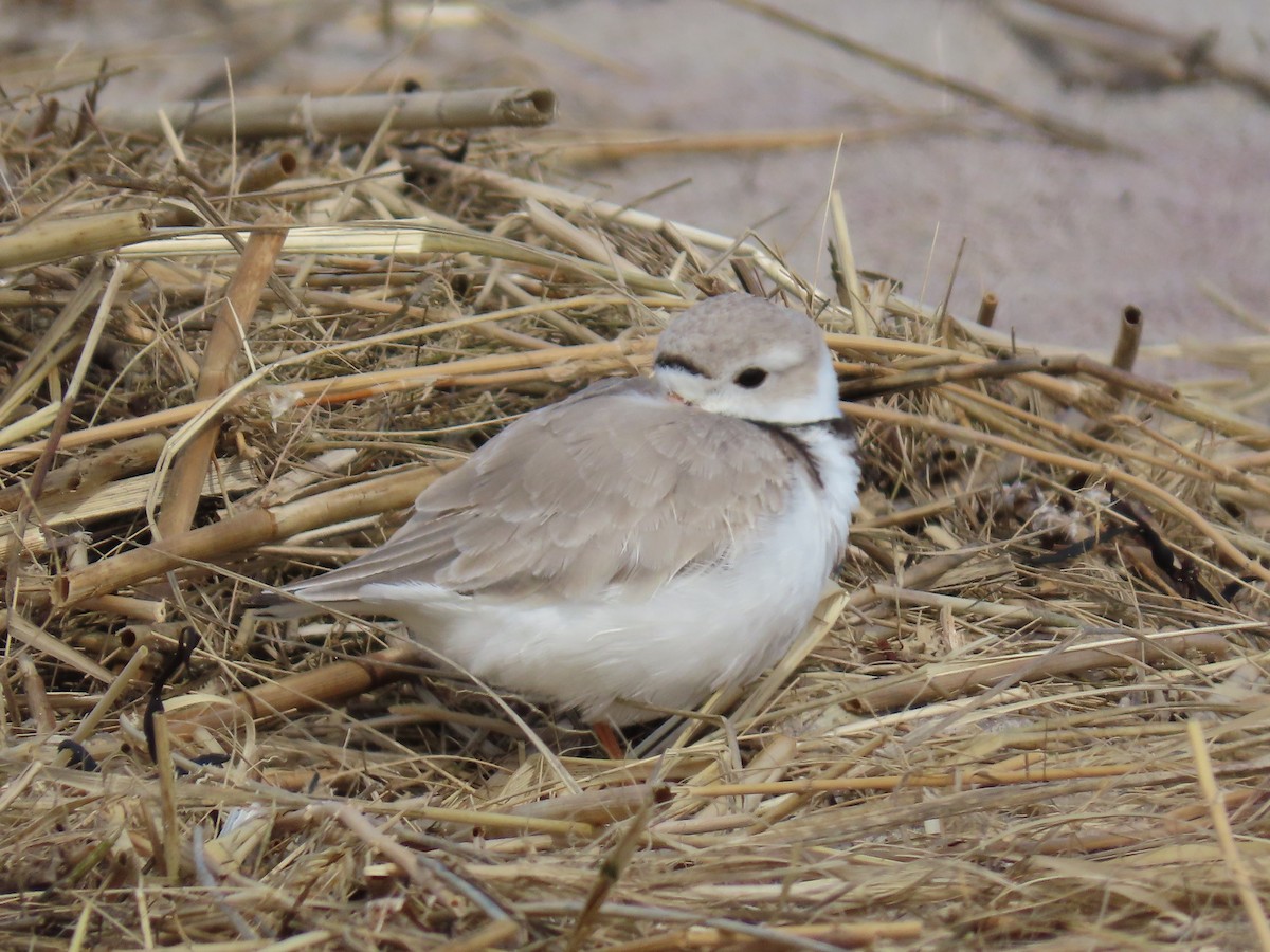 Piping Plover - ML617776378
