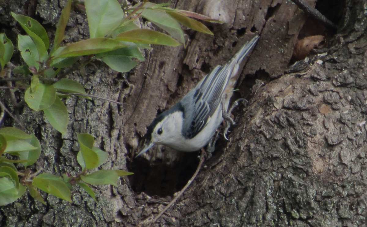White-breasted Nuthatch - ML617776426