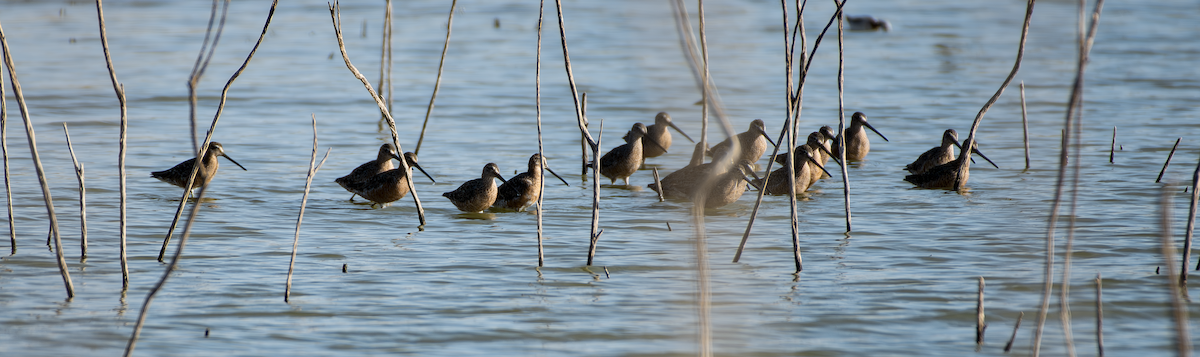 Long-billed Dowitcher - ML617776464