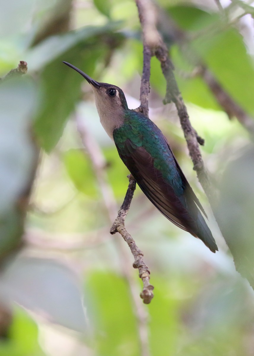 kolibřík klínoocasý - ML617776650