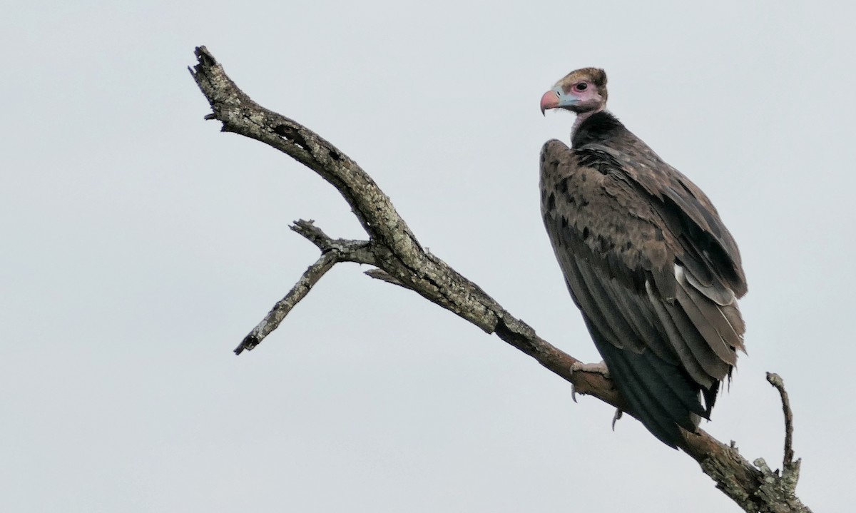 White-headed Vulture - Hubert Söhner