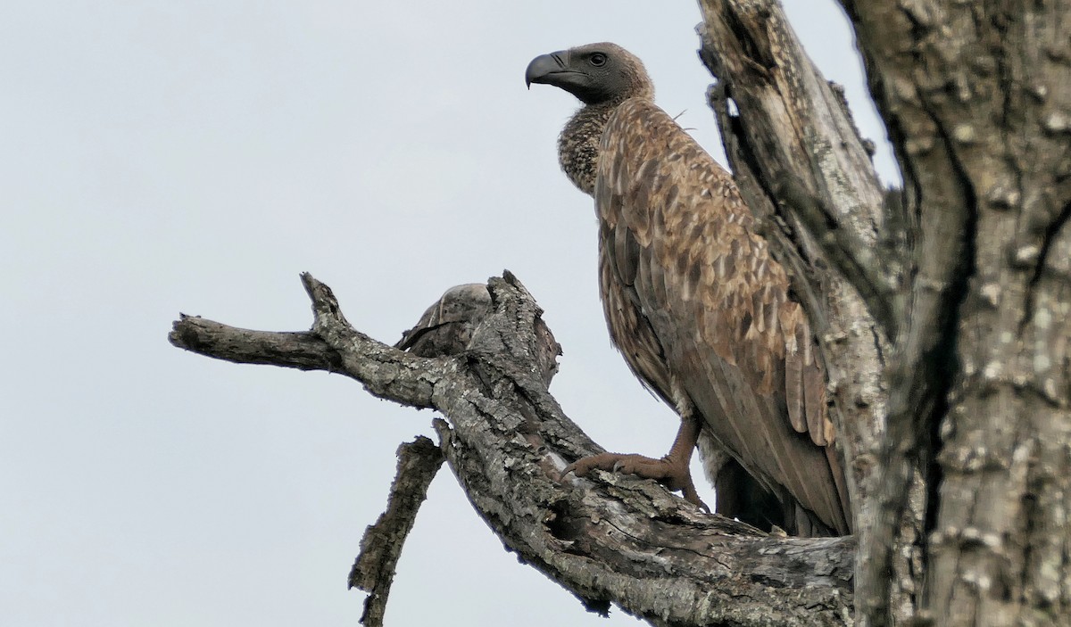 White-backed Vulture - Hubert Söhner