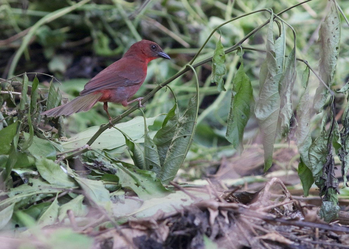 Red-throated Ant-Tanager - ML617776681