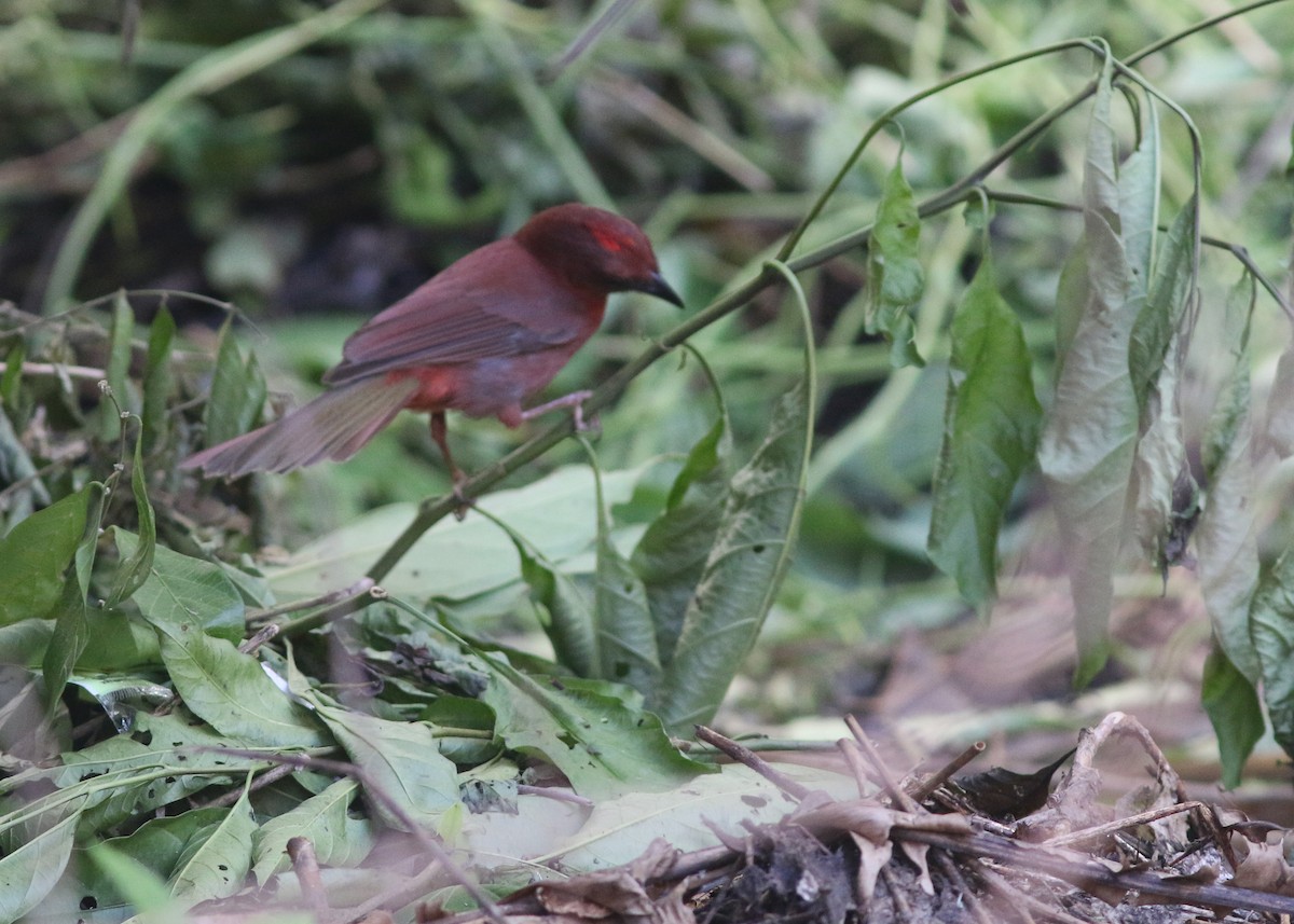 Red-throated Ant-Tanager - ML617776682