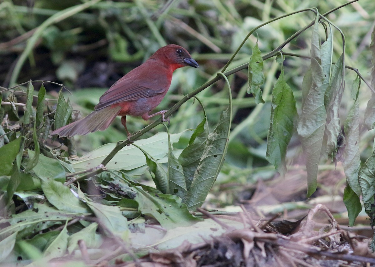 Red-throated Ant-Tanager - ML617776683