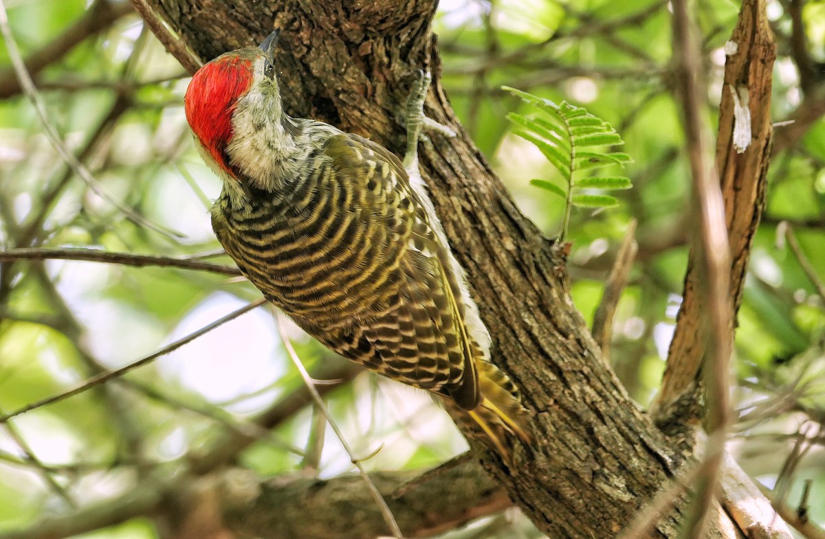 Cardinal Woodpecker - ML617776729