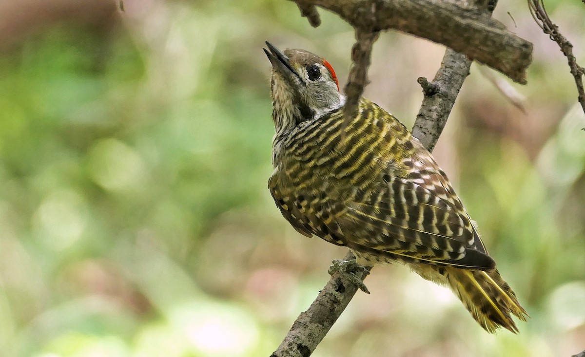 Cardinal Woodpecker - ML617776731