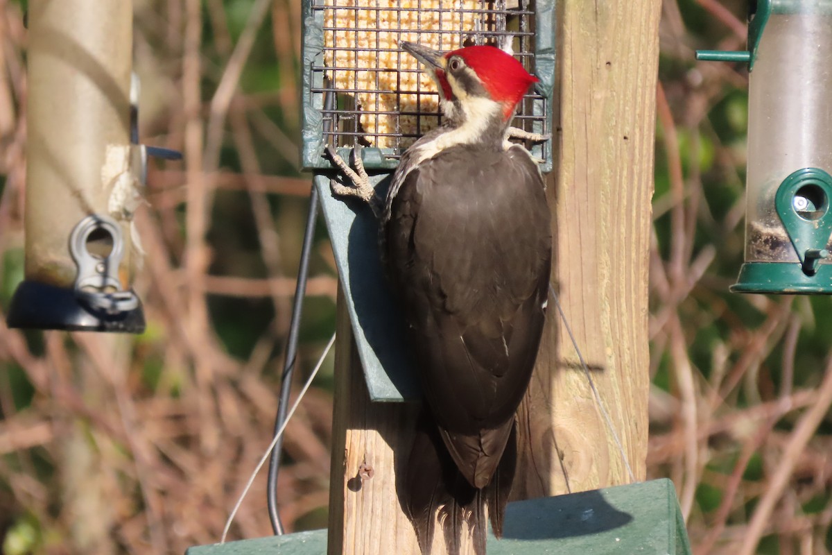 Pileated Woodpecker - ML617776735
