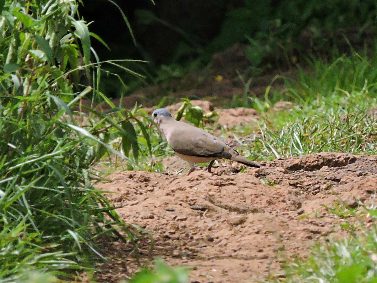 Blue-spotted Wood-Dove - ML617776746