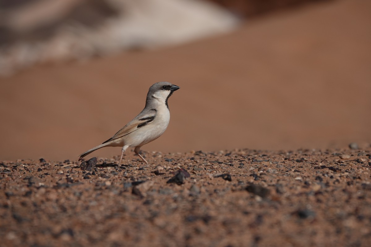Desert Sparrow - ML617776764