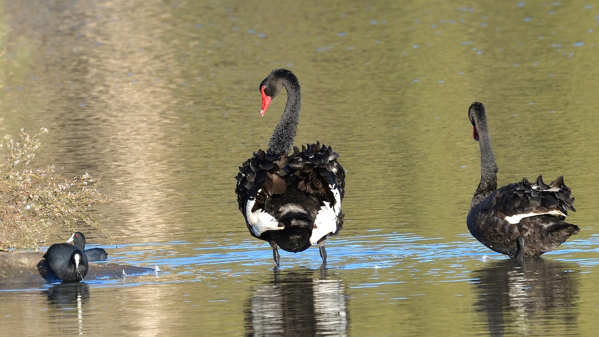 Black Swan - ML617776770
